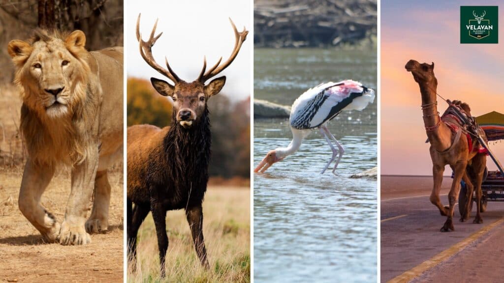 Wildlife adventure near Velavadar