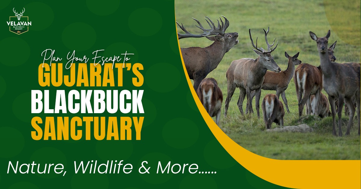 Velavan Black buck